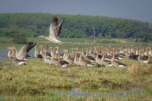Read more about the article Four more sites of India added to Ramsar list as wetlands of International importance
