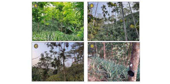 You are currently viewing Traditional Pineapple Agro-forestry Systems can Address Twin Challenges of Climate Change and Biodiversity Loss