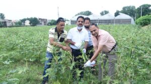 Read more about the article Harvesting of Bhindi for Seed Purpose begins at JPAE Farm