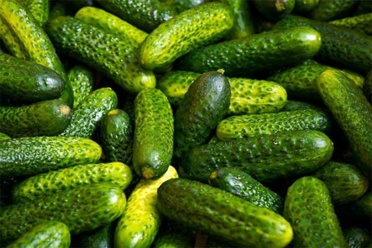 You are currently viewing India emerges as largest exporters of cucumber and gherkins in the world