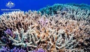 Read more about the article UN panel has recommended that Australia’s #GreatBarrierReef should be listed as a world heritage site that is in danger