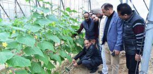 Read more about the article Harvesting of Seedless Cucumber begins at Krishi Bhawan Jammu