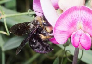 Read more about the article Goethe University Research Shows Mild Bee Venom Shows Greater Application Potential