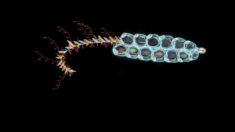 You are currently viewing University Of Oregon Researchers Find Squishy Critters Are Inspiring Underwater Vehicle Design