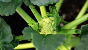 Read more about the article Cornell University researchers study that in warmer environment broccoli looks like cauliflower