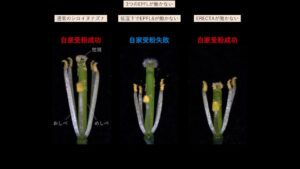 Read more about the article Nagoya University Researchers Discover A Mechanism For Successful Self-pollination By Aligning The Length Of Stamens And Pistils