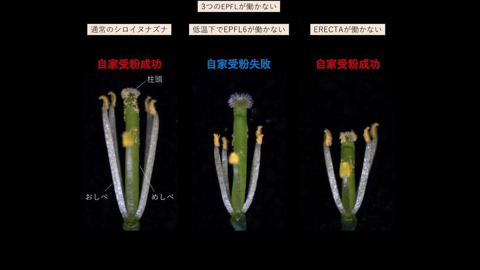 You are currently viewing Nagoya University Researchers Discover A Mechanism For Successful Self-pollination By Aligning The Length Of Stamens And Pistils