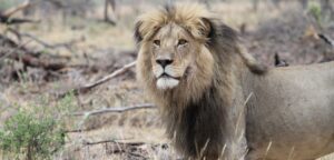 Read more about the article University Of Oxford Study Finds Raising The Minimum Age Of Trophy Hunted Lions Could Make Hunting More Sustainable