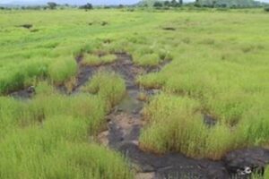 Read more about the article New plateau type in Maharashtra could prove to be a repository of information to study climate change effects on species survival