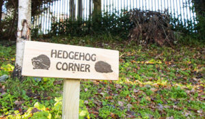 Read more about the article University of Southampton achieves Gold Accreditation for its hedgehog friendly campus