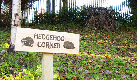 You are currently viewing University of Southampton achieves Gold Accreditation for its hedgehog friendly campus