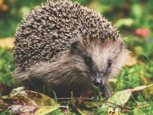 Read more about the article Aston University becomes hedgehog-friendly campus