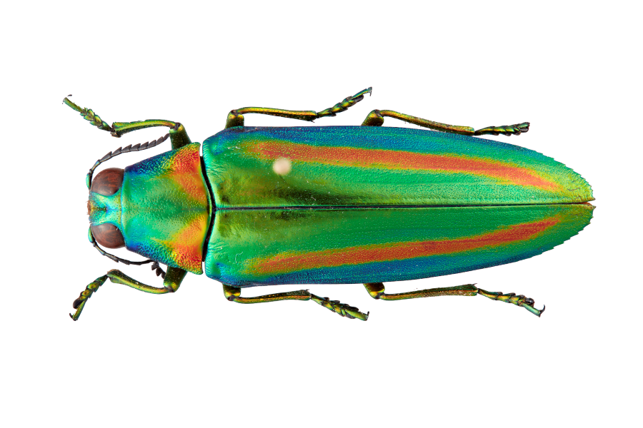 Evolution Of Jewel Beetles Shows New Colors By Duplicating Their Genes
