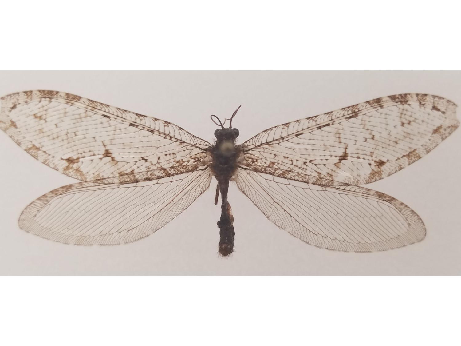 You are currently viewing Researchers Spot Rare Insect; Sets Historic Record, Prompts Mystery