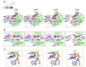 Read more about the article USTC Researchers Reveal Structural Mechanism of Tetrahymena Ribozyme Self-Splicing Reaction