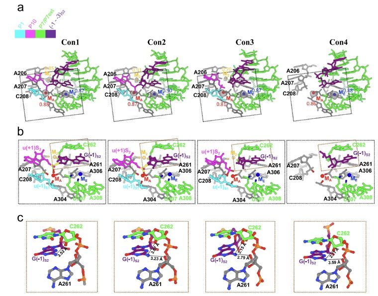 You are currently viewing USTC Researchers Reveal Structural Mechanism of Tetrahymena Ribozyme Self-Splicing Reaction
