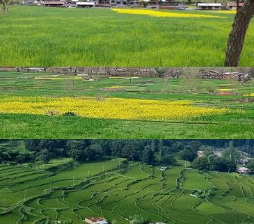 You are currently viewing Farmers reap dividends, as Karnah turns to double cropping; Farming community hail the efforts of DC Kupwara